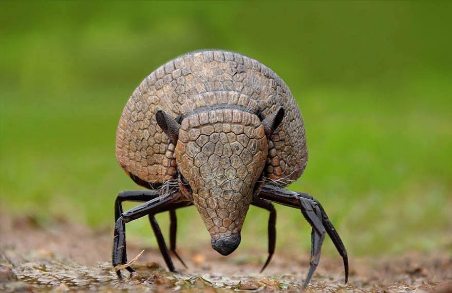 Strange Animal Hybrids Bred Photos