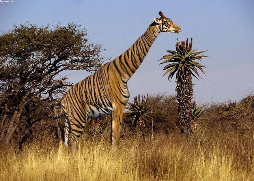 Strange Animal Hybrids Bred Photos