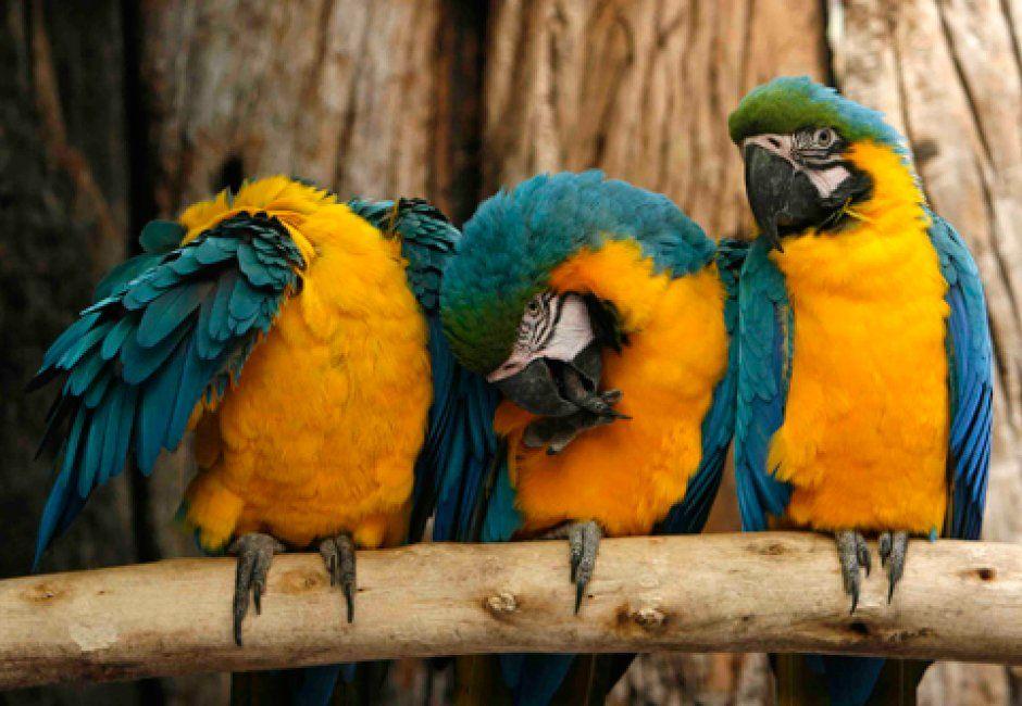 The world largest birds unseened photos