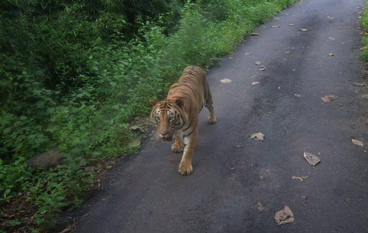 Tiger Attack by Amitabh Bachchan