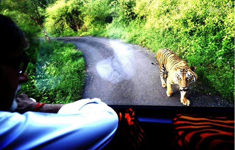 Tiger Attack by Amitabh Bachchan