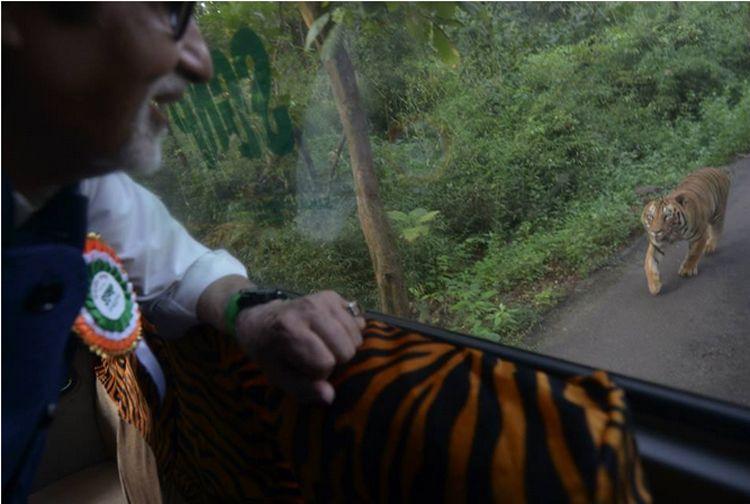 Tiger Attack by Amitabh Bachchan