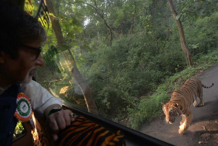 Tiger Attack by Amitabh Bachchan