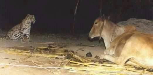 Rare Pic Chiruta and cow Unseened pics