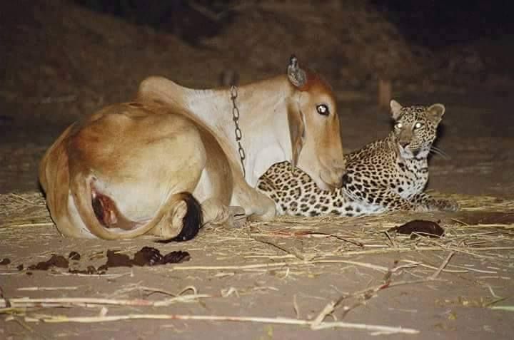 Rare Pic Chiruta and cow Unseened pics