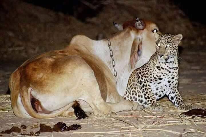 Rare Pic Chiruta and cow Unseened pics