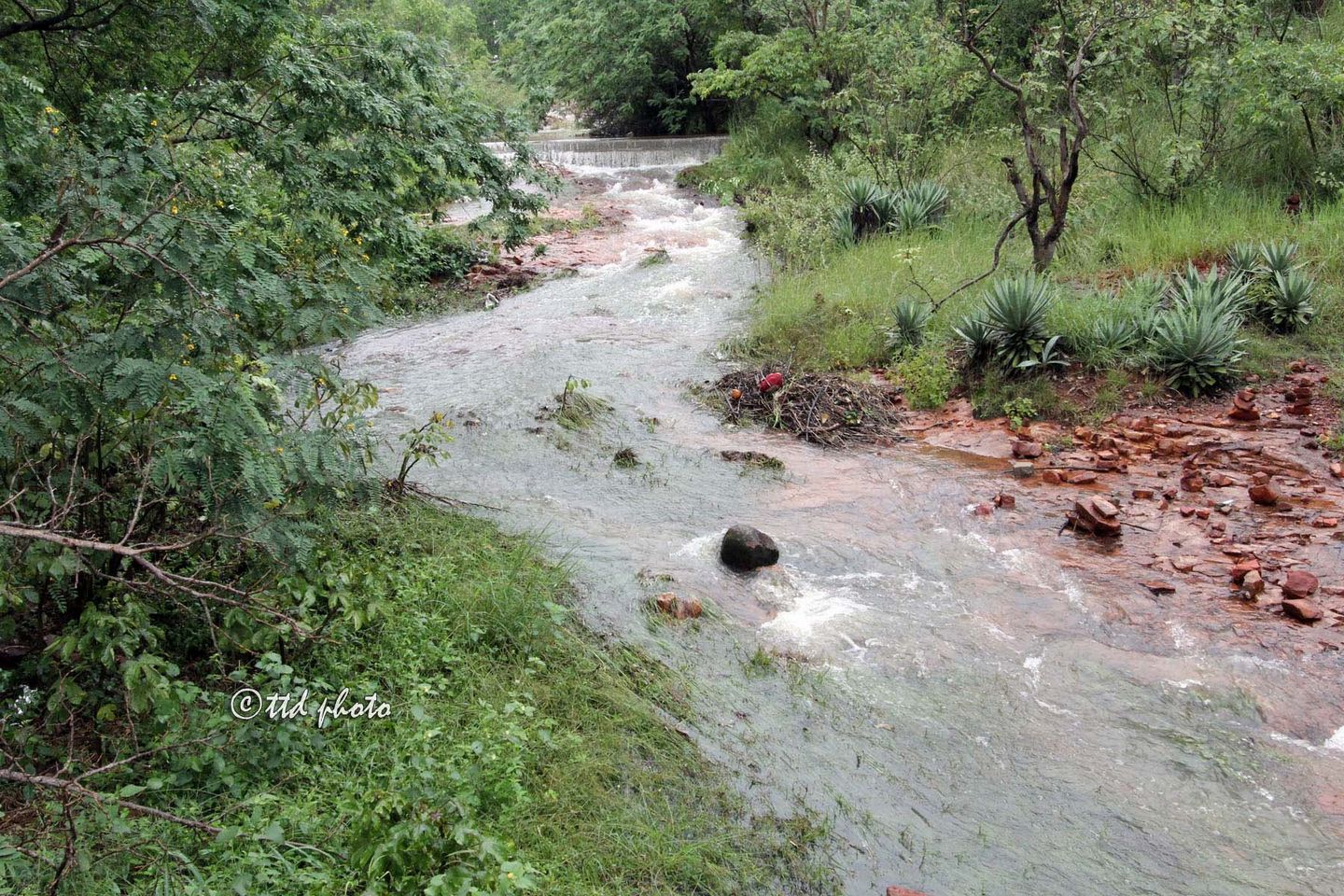 Unseen Floods At Tirumala Temple