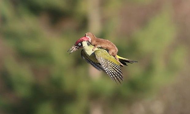 Unseen Funny Images