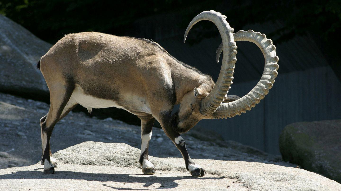 Unseened biggest animals in the world photos Unseened biggest animals in the world photos