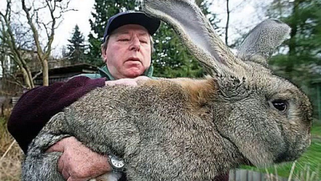 Unseened biggest animals in the world photos