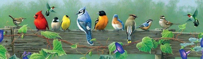 Unseened small birds Rare photos