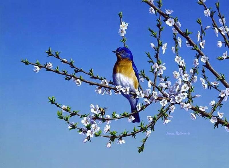 Unseened small birds Rare photos