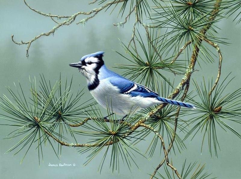 Unseened small birds Rare photos