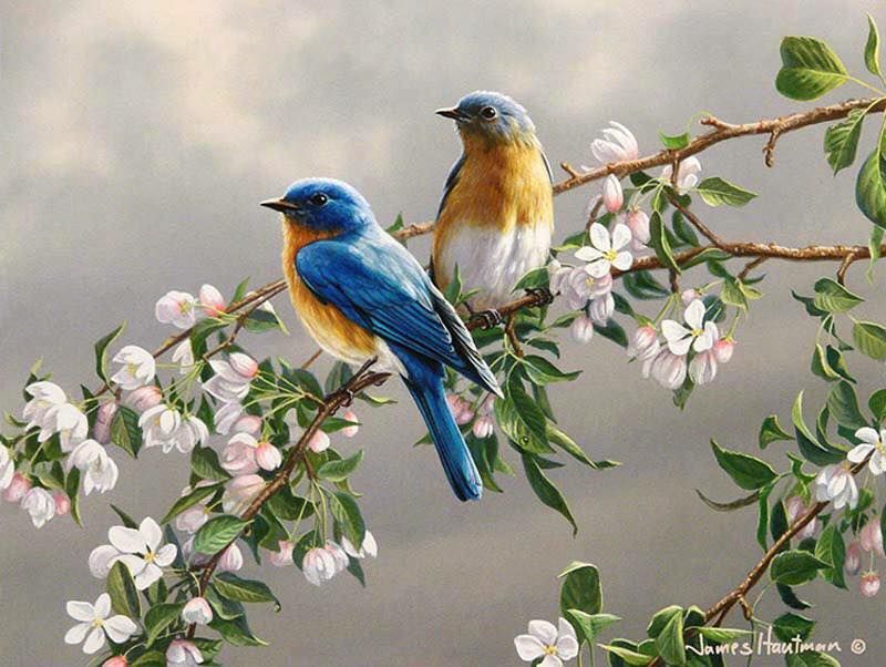 Unseened small birds Rare photos