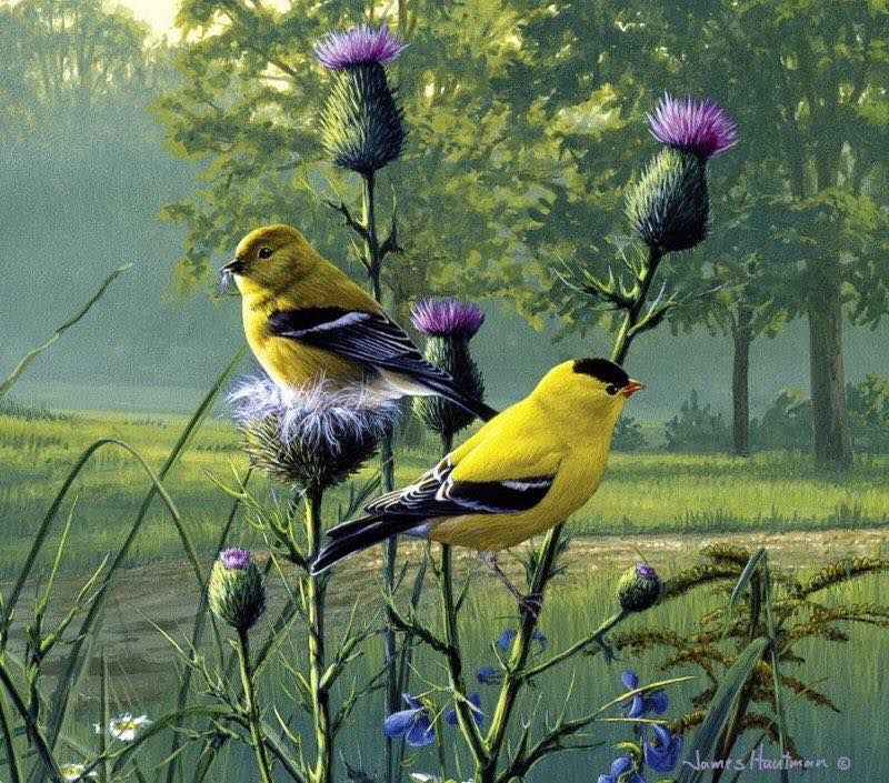 Unseened small birds Rare photos