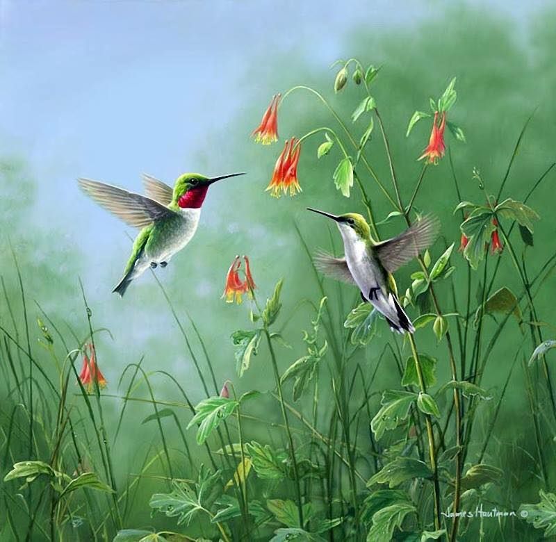 Unseened small birds Rare photos