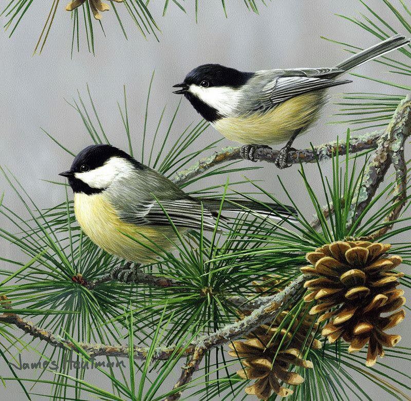 Unseened small birds Rare photos