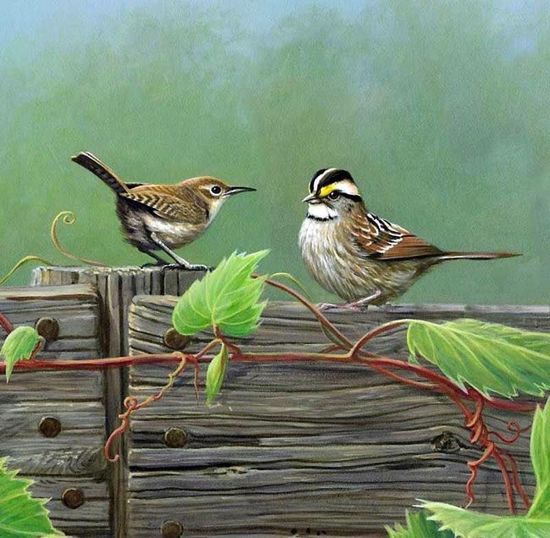 Unseened small birds Rare photos