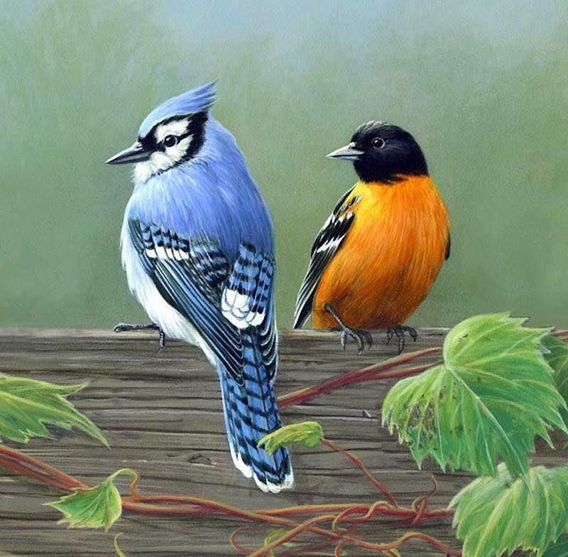 Unseened small birds Rare photos