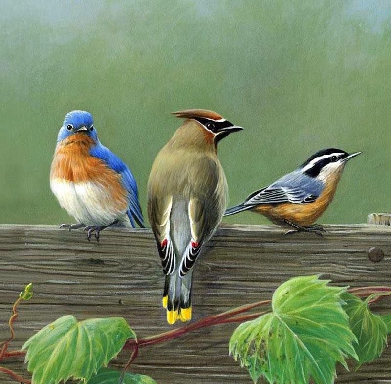 Unseened small birds Rare photos