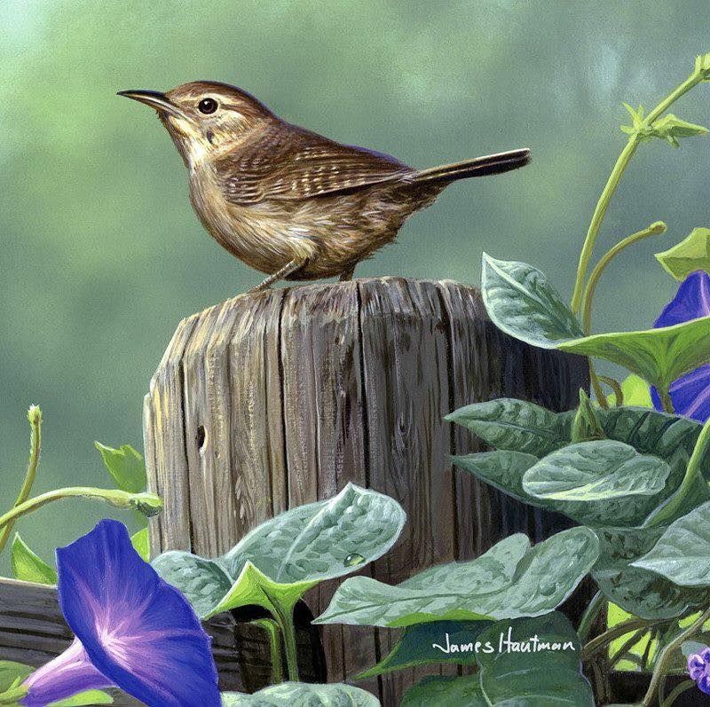 Unseened small birds Rare photos