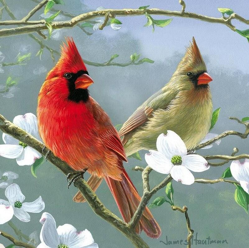 Unseened small birds Rare photos