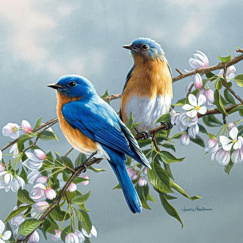 Unseened small birds Rare photos