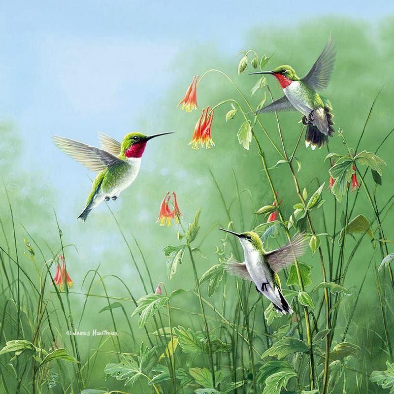 Unseened small birds Rare photos