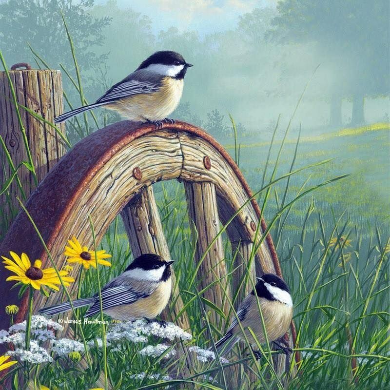 Unseened small birds Rare photos