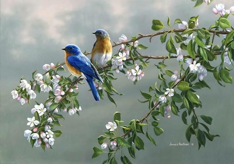 Unseened small birds Rare photos