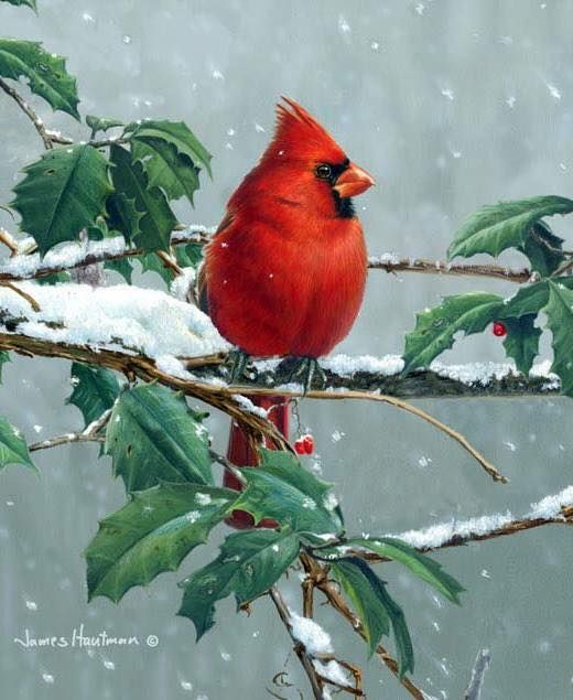 Unseened small birds Rare photos