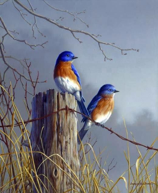 Unseened small birds Rare photos