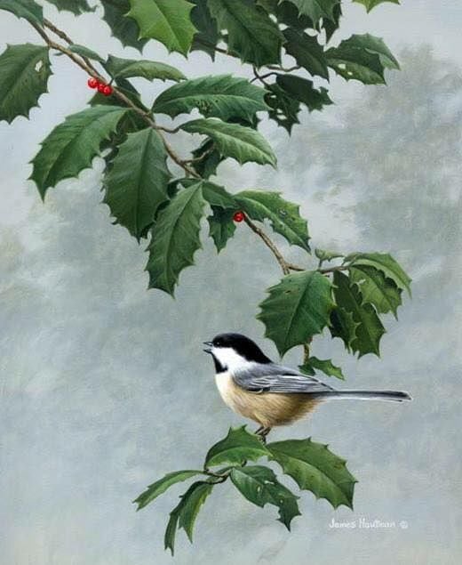 Unseened small birds Rare photos