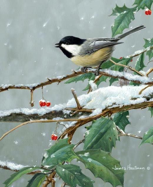 Unseened small birds Rare photos