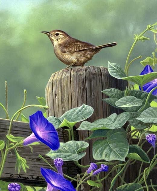 Unseened small birds Rare photos