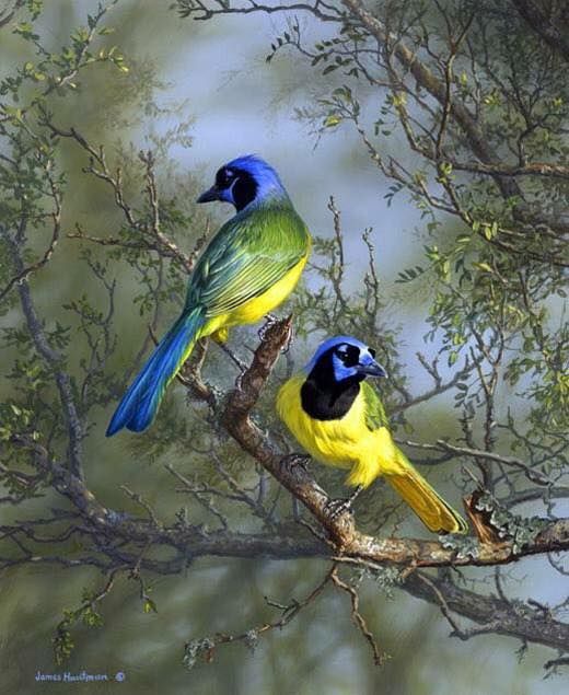 Unseened small birds Rare photos