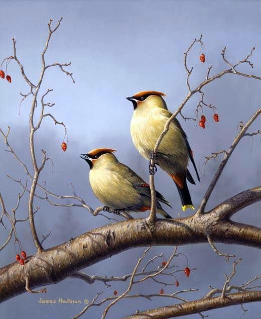 Unseened small birds Rare photos