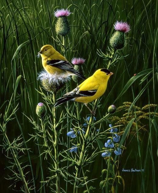 Unseened small birds Rare photos