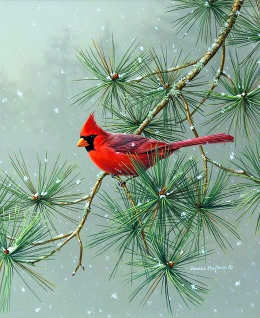 Unseened small birds Rare photos