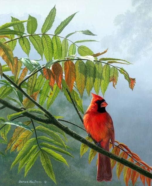 Unseened small birds Rare photos