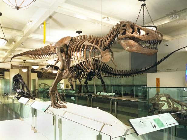 World Best Dinosaur Museums