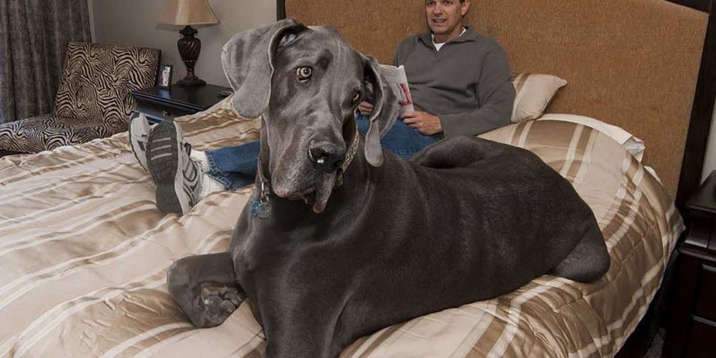 World Biggest Dogs Photos