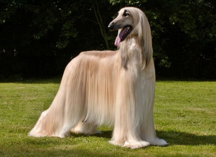 World Biggest Dogs Photos