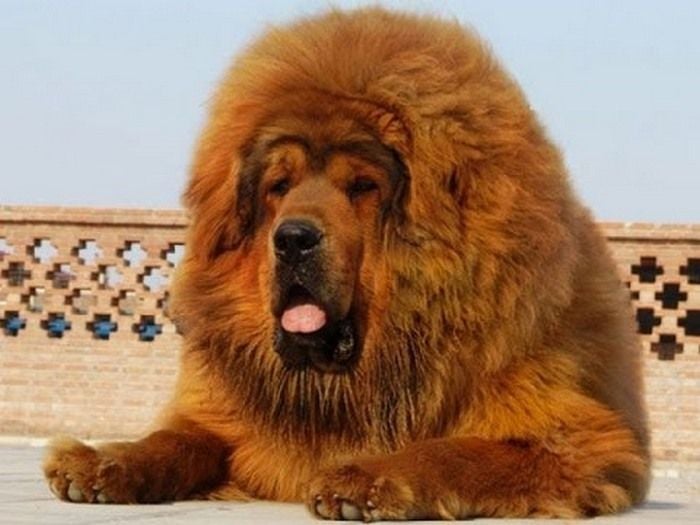 World Biggest Dogs Photos