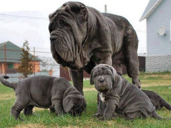 World Biggest Dogs Photos