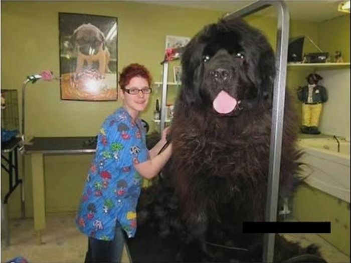 World Biggest Dogs Photos