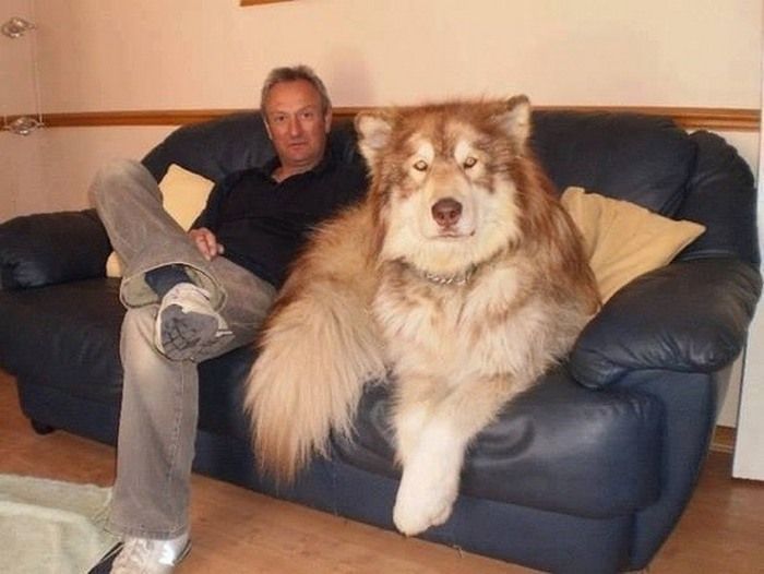 World Biggest Dogs Photos