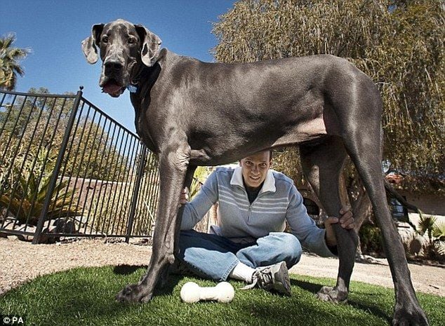 World Biggest Dogs Photos