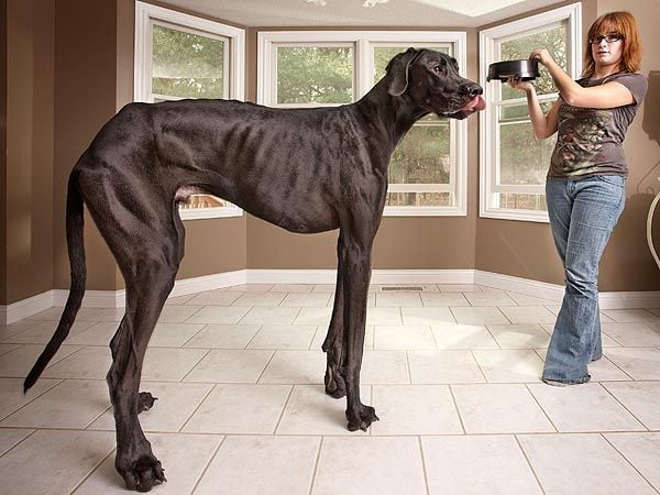 World Biggest Dogs Photos