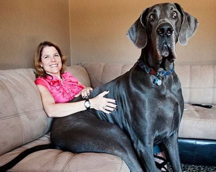 World Biggest Dogs Photos